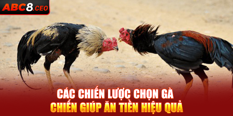 Các chiến lược chọn gà chiến giúp ăn tiền hiệu quả